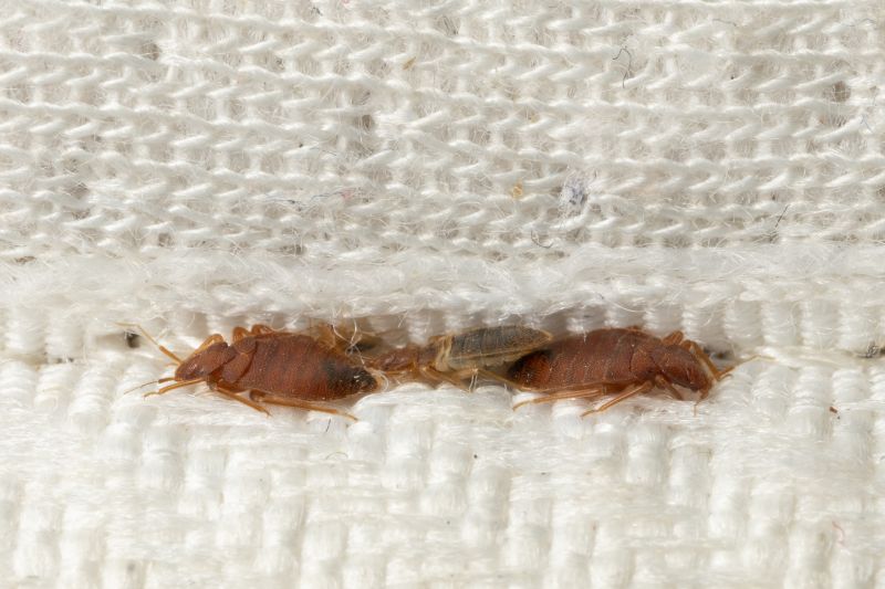 JEM bed bugs