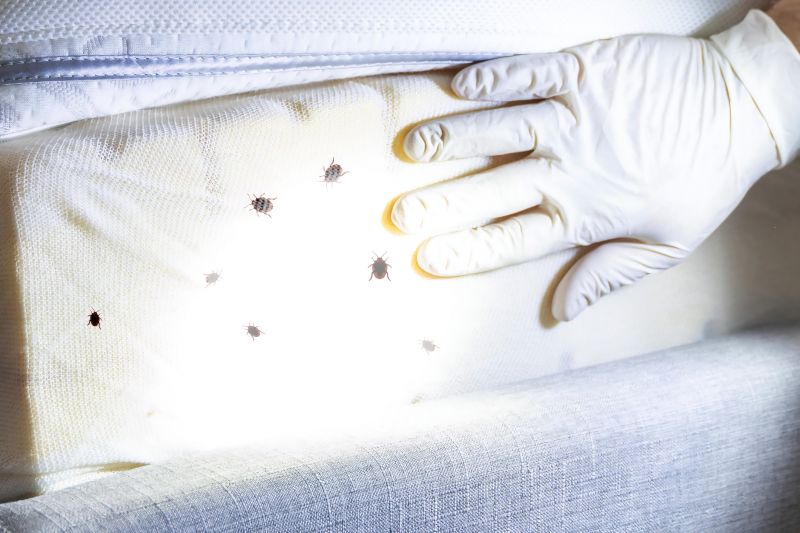 Jem Bed Bugs