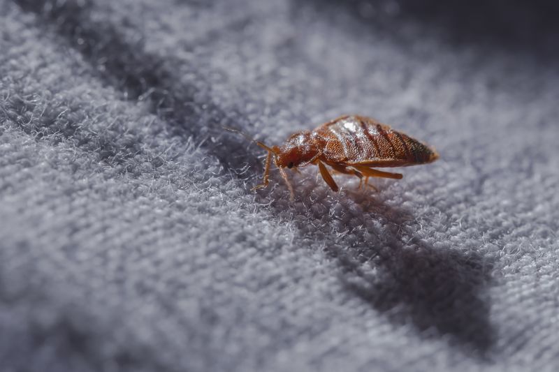 How Bed Bugs Spread