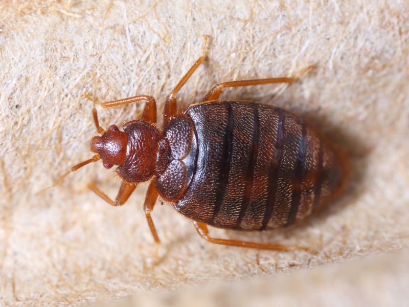 How Bed Bugs Spread