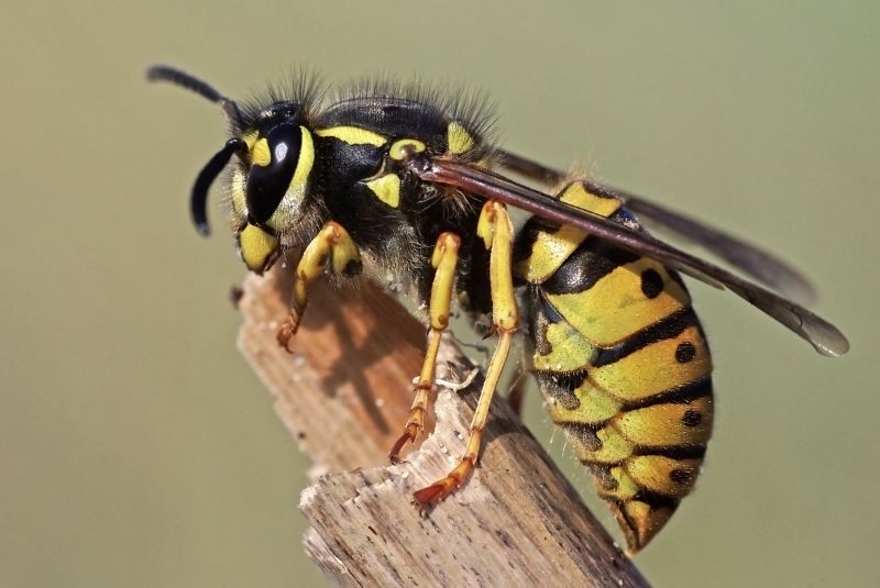 Wasps